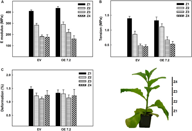 FIGURE 6