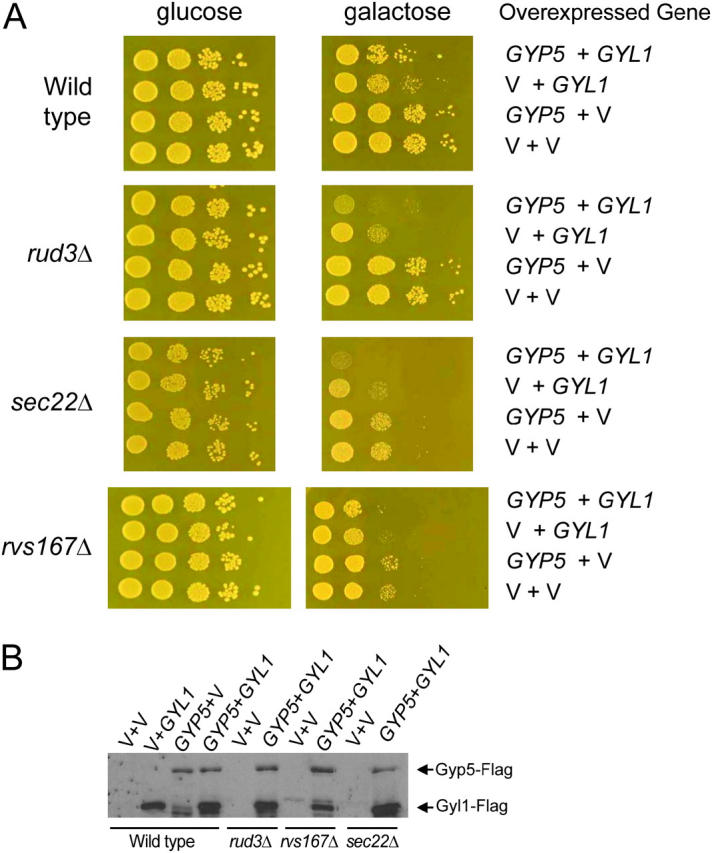 Figure 5.—