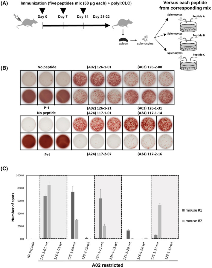 FIGURE 2