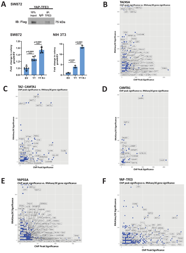 Figure 4—figure supplement 2.