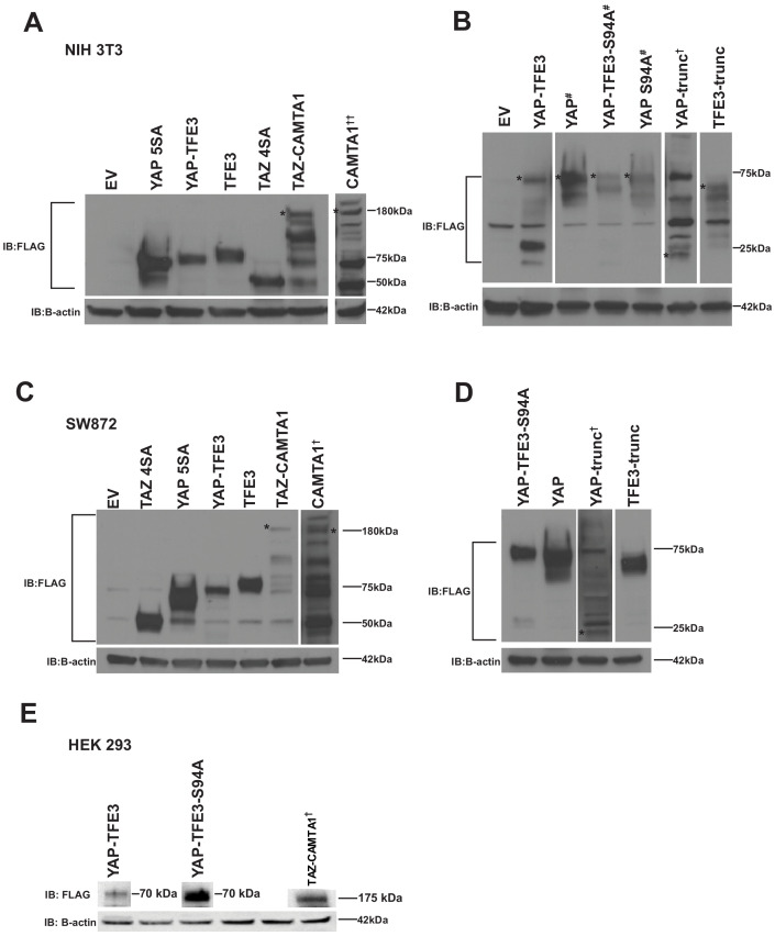 Figure 1—figure supplement 1.