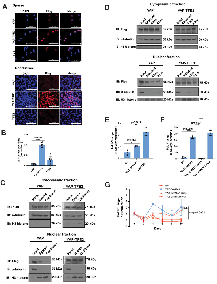 Figure 1—figure supplement 2.