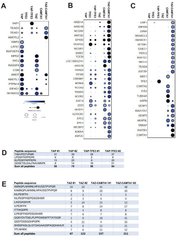 Figure 6—figure supplement 1.