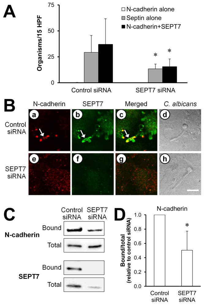 FIG 6 