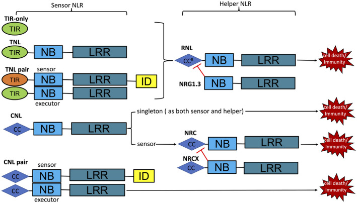 FIGURE 1