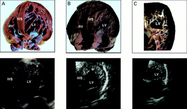 Figure 4  