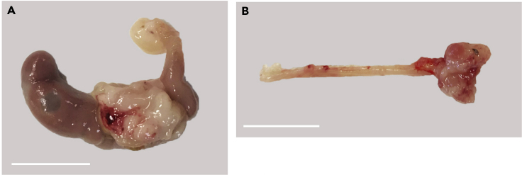 Figure 7