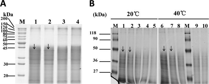 Fig 5