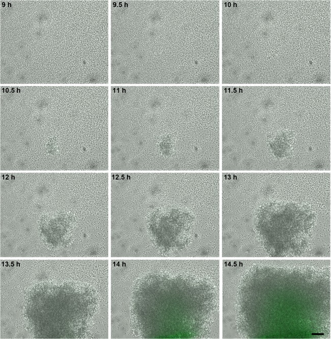 Fig 3