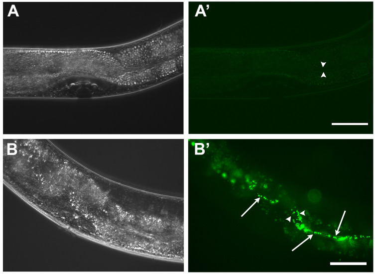 Figure 2.