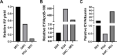 Figure 3—figure supplement 1.