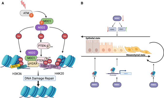 The role of NSD1, NSD2, and NSD3 histone methyltransferases in solid ...