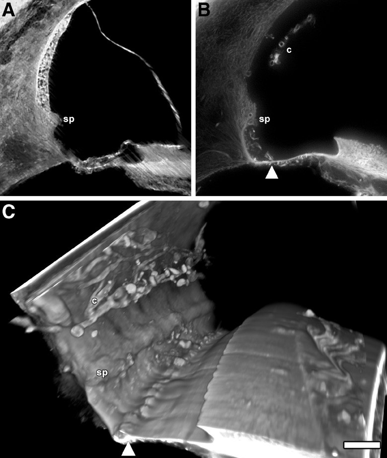 FIG. 6