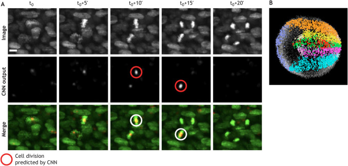 Box 4. Case study: in toto imaging and reconstruction of the early mouse embryo