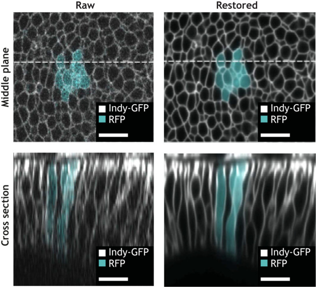 Box 2. Case study: denoising the lateral cell faces of the developing Drosophila wing disc with CARE