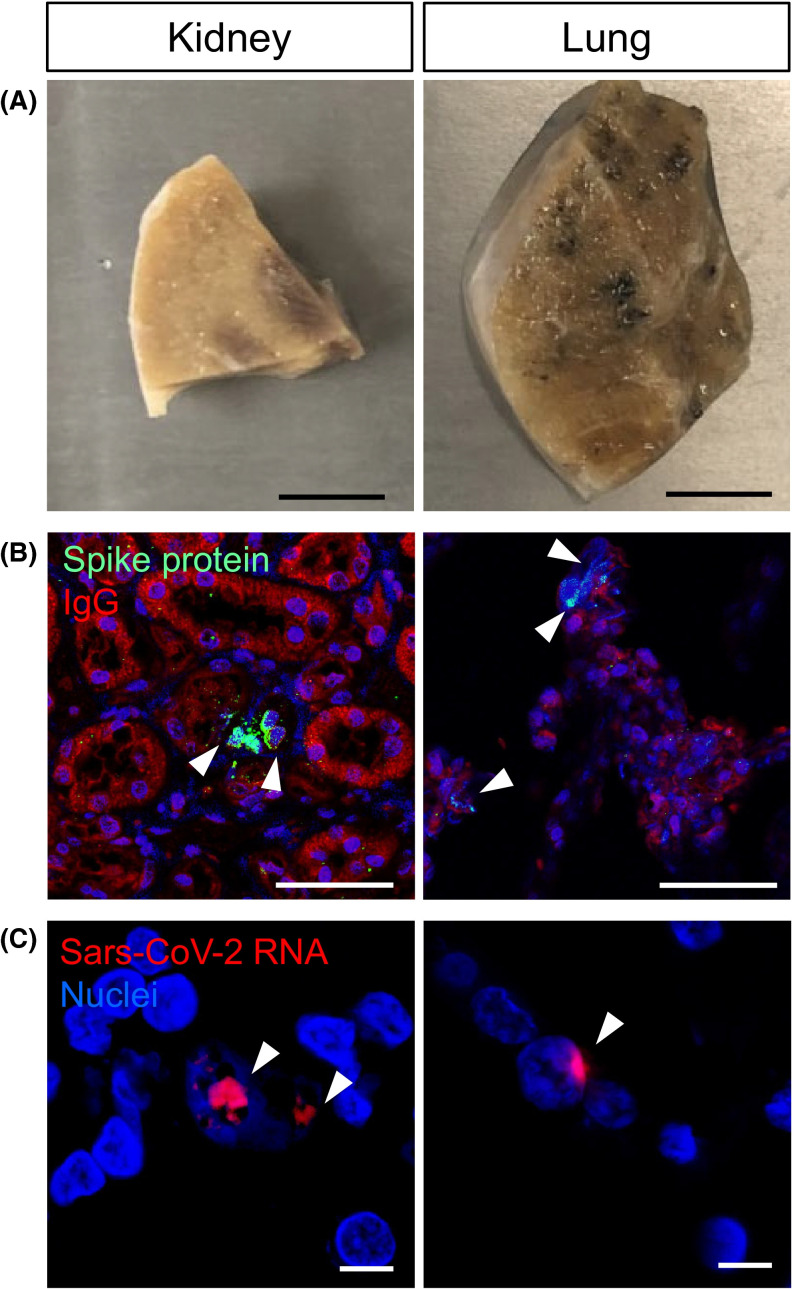 FIGURE 3