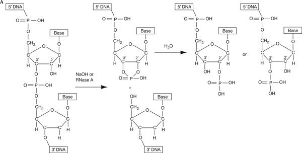 Figure 2a