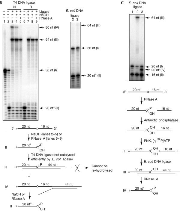 Figure 2b