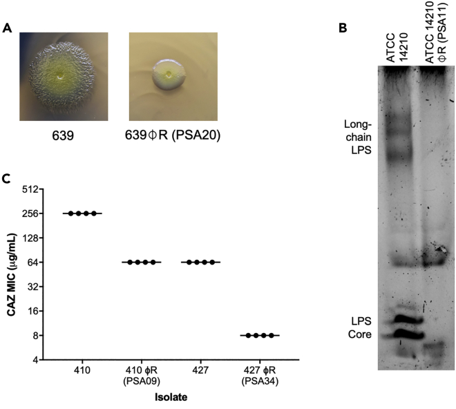 Figure 4