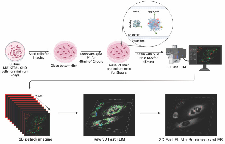 graphic file with name BioProtoc-14-20-5080-ga001.jpg