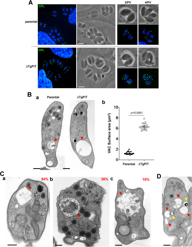 Fig 11