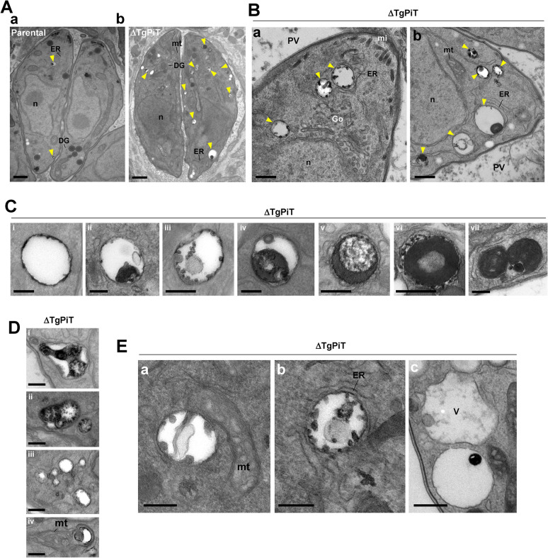 Fig 8