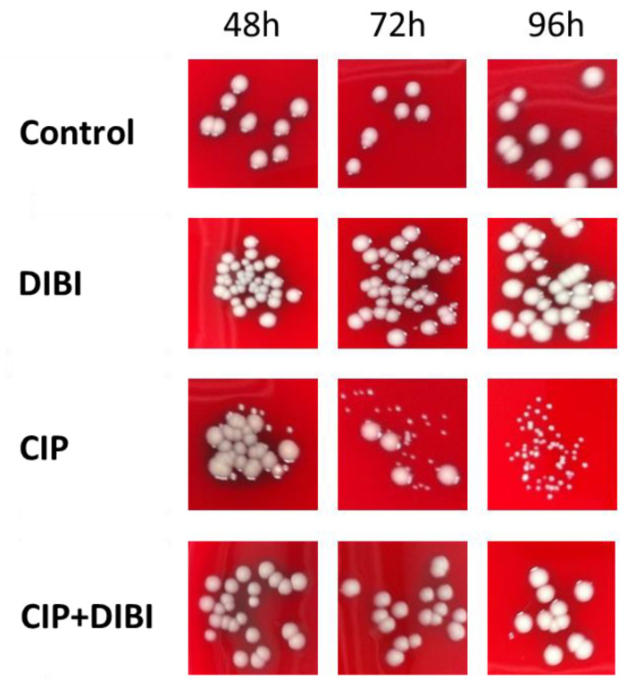 Figure 4