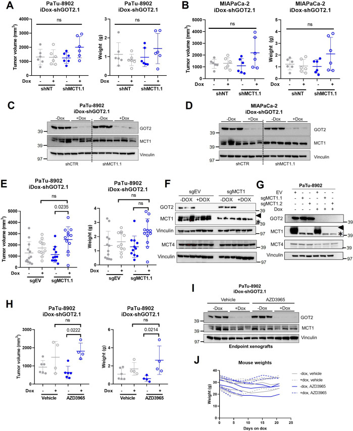 Figure 6—figure supplement 2.