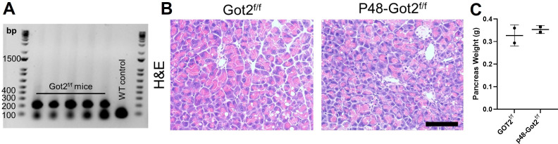 Figure 4—figure supplement 1.