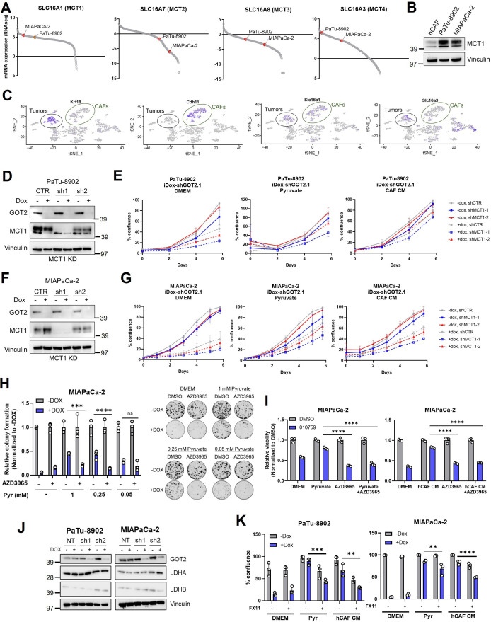 Figure 6—figure supplement 1.