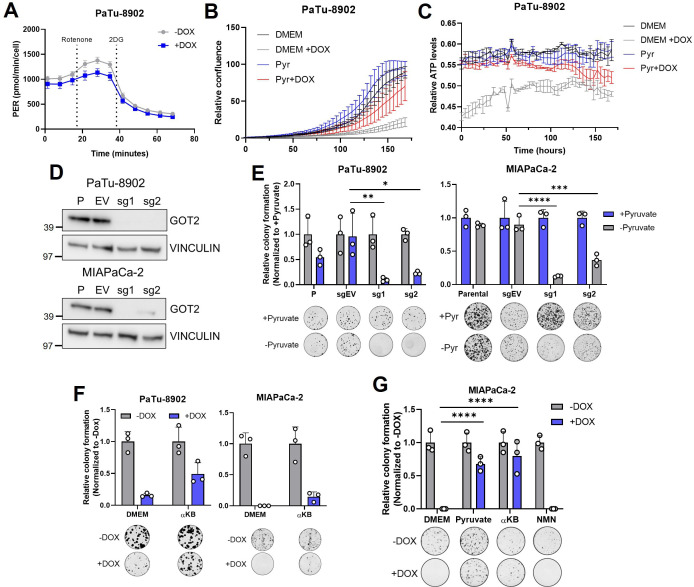 Figure 2—figure supplement 1.