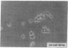 1861