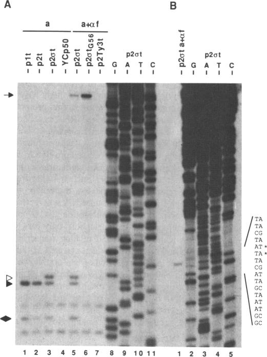 graphic file with name nar00242-0147-a.jpg