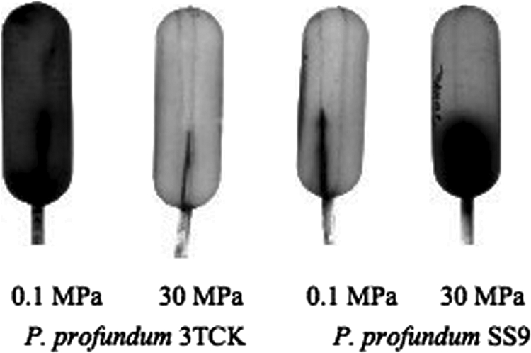 FIG. 2.