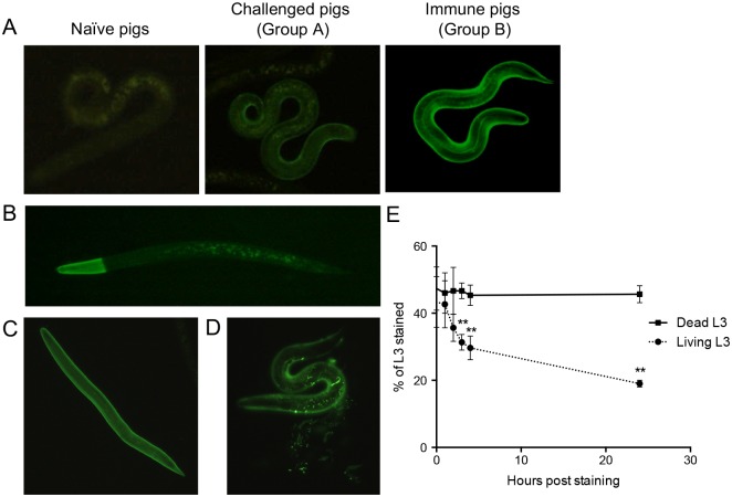 Fig 4