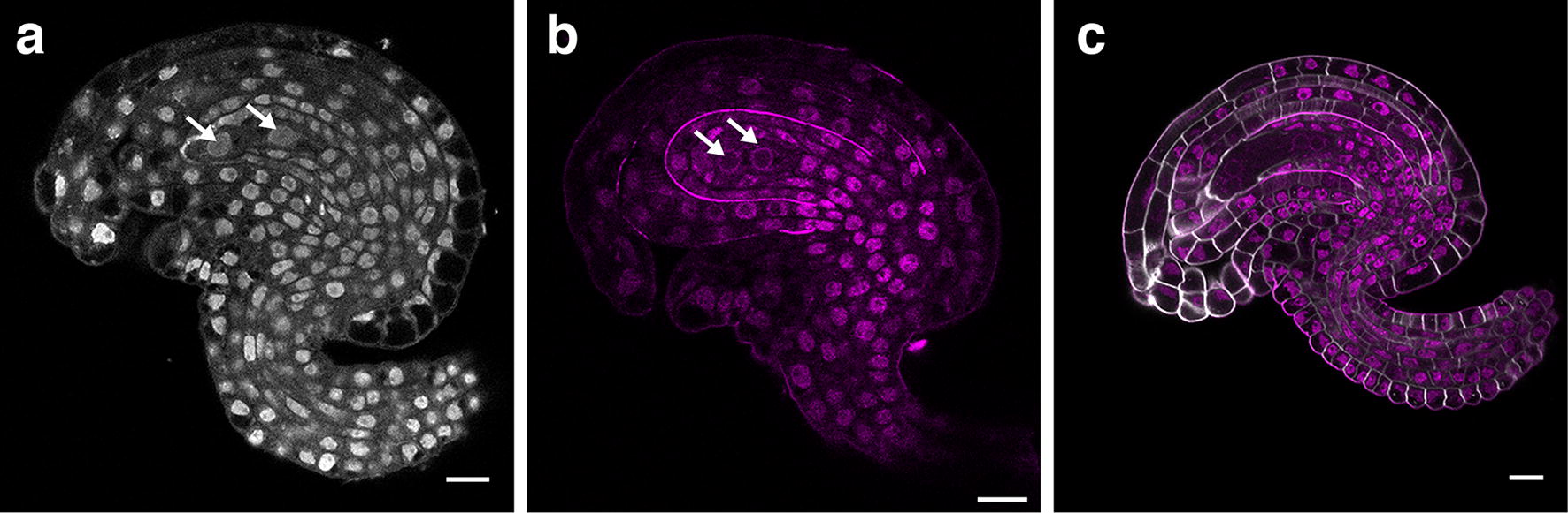 Fig. 4