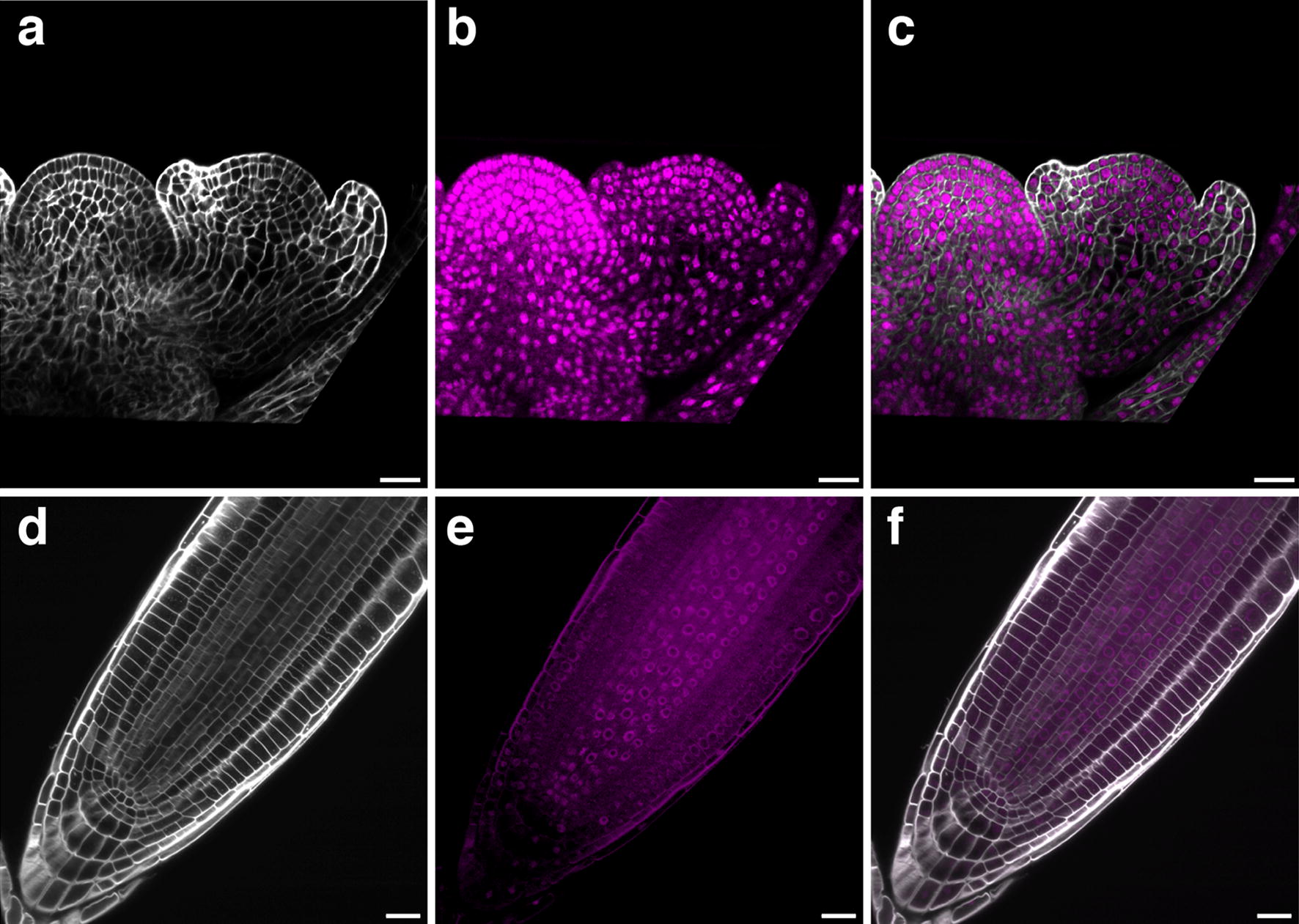 Fig. 6