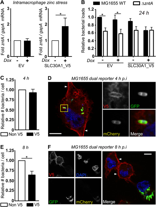 FIGURE 4