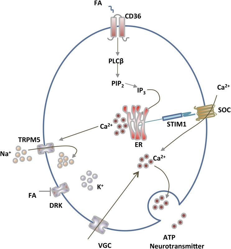 FIGURE 2