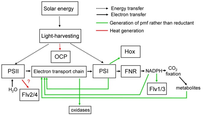 FIGURE 1