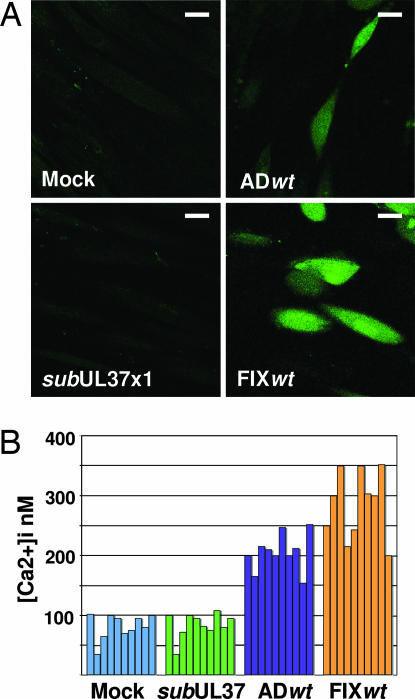 Fig. 5.