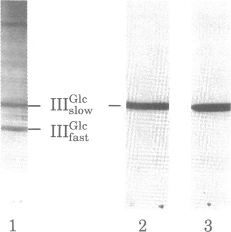 graphic file with name pnas00447-0111-a.jpg