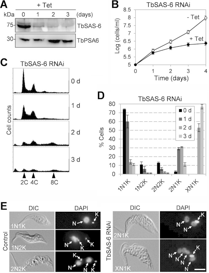 FIG 2