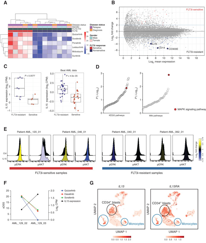 Figure 6. IL15 overexpression is associated with resistance to FLT3i in FLT3-ITD+ cells. A, Hierarchical clustering of FLT3-ITD–positive AML patient samples and six FLT3i resulted in two groups of the samples with high (sensitive group) and low (resistant group) efficacy to FLT3 inhibitors (FLT3i). B, Differential gene expression of FLT3i-sensitive versus FLT3i-resistant samples depicts upregulation of the IL15, CD14, and CD300E genes in the FLT3i-resistant group. C, The overexpression of IL15 was significant in FLT3-ITD–mutant FLT3i-resistant samples in our data and in the Beat AML data set. D, Gene set enrichment analysis of the genes upregulated in FLT3i-resistant samples depicts the MAPK pathway as the top enriched pathway. E, AML patient cells stimulated with human recombinant IL15 had increased phosphorylation of ERK compared with unstimulated control cells using phospho-flow cytometry. The color bar displays phosphorylation ratio to the control cells. F, FLT3i sensitivity and expression of IL15 in serial samples from the patient AML_129. G, The UMAP plots demonstrate expression of IL15 and IL15 receptor (IL15RA) in eight AML patient samples from published study (Dufva et al.; ref. 37).