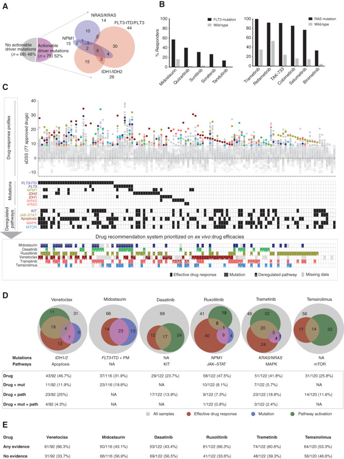 Figure 5. Genomic and transcriptomics-based prediction of ex vivo drug efficacies. A, The division of 143 AML patient samples in actionable and nonactionable subsets. B, Ex vivo drug sensitivity of FLT3i in FLT3-ITD and point mutation–positive samples and of MEKi in KRAS/NRAS mutation–positive samples. C, Samples with complete molecular profiling and drug-response data ordered as per actionable driver mutations and subsequently nonactionable mutations. Selective drug responses for FDA/EMA-approved 77 drugs are depicted on the Y-axis and individual patient samples on the X-axis, where ineffective drugs below sDSS 8.7 were marked with gray rings. The common effective drugs were highlighted for integration with mutation and pathway activation. The bottom panel illustrates integrated ex vivo efficacy and the presence of respective mutations and pathways for each sample. D, Statistics of patient samples showing evidence of drug sensitivity, the presence of mutation, and pathway activation for key targeted drugs in AML including the BCL2i venetoclax, FLT3i midostaurin, TKi dasatinib, JAKi ruxolitinib, MEKi trametinib, and JAKi ruxolitinib. E, The drug-wise percentage of samples showing any evidence and no evidence from effective drug response, mutation, and/or pathway upregulation.