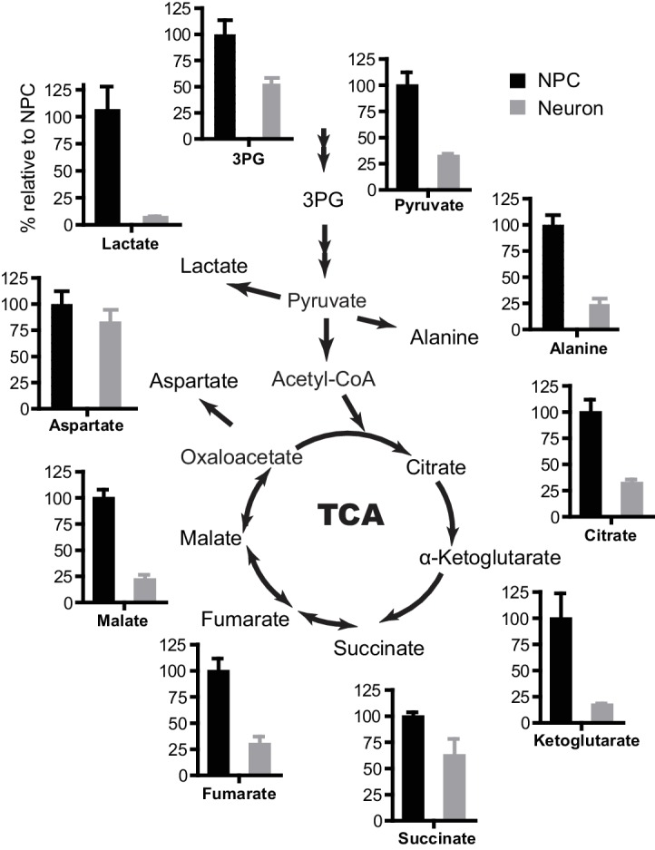 Figure 1—figure supplement 5.