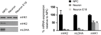 Figure 3—figure supplement 1.