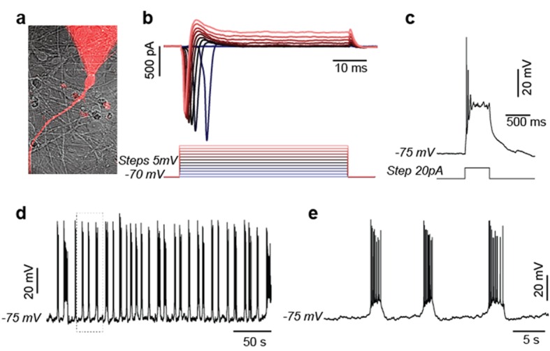 Figure 1—figure supplement 3.