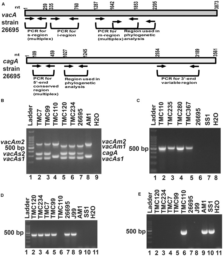 FIGURE 1