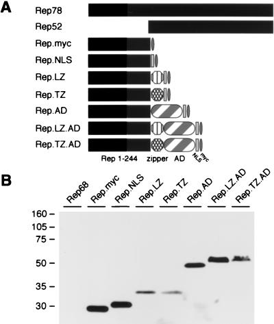 FIG. 1